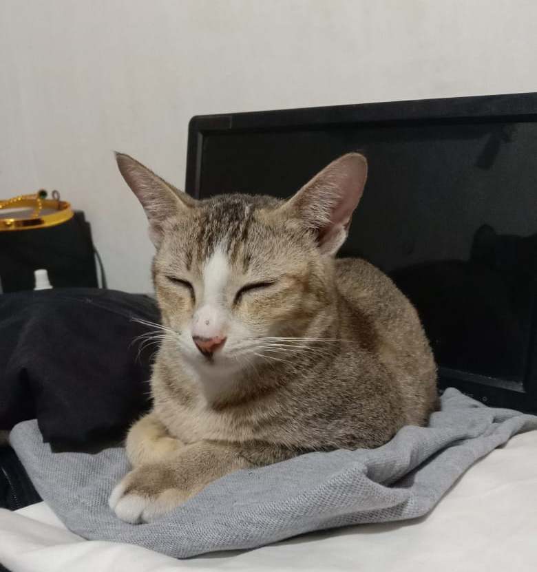 Apakah Kucing Dapat Mengalami Gagal Melahirkan?