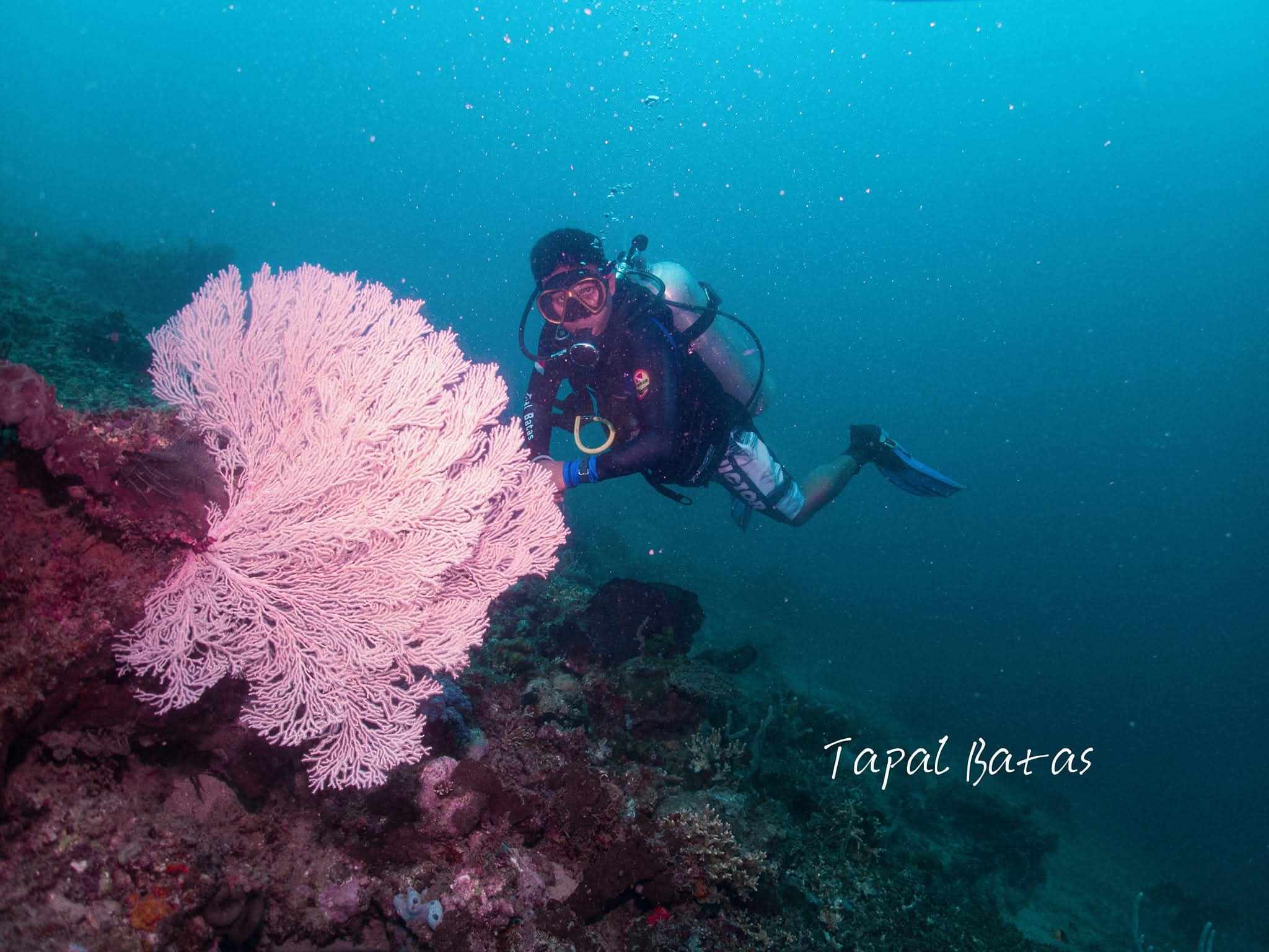 Fun Dive di Pulau Panjang: Nikmati Pesona Laut Paleleh dengan Tutor Profesional