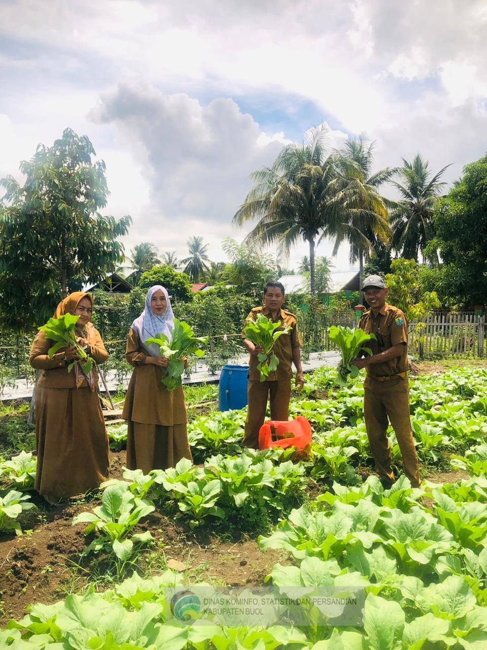 Kebun Kecil Asmin, Inspirasi Besar untuk Kemandirian Pangan Buol